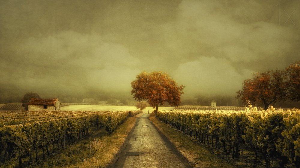 Autumn Vineyard Road af Lars van de Goor †