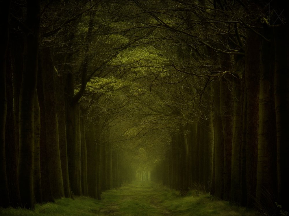 Stien gennem den mørke skov af Lars van de Goor †