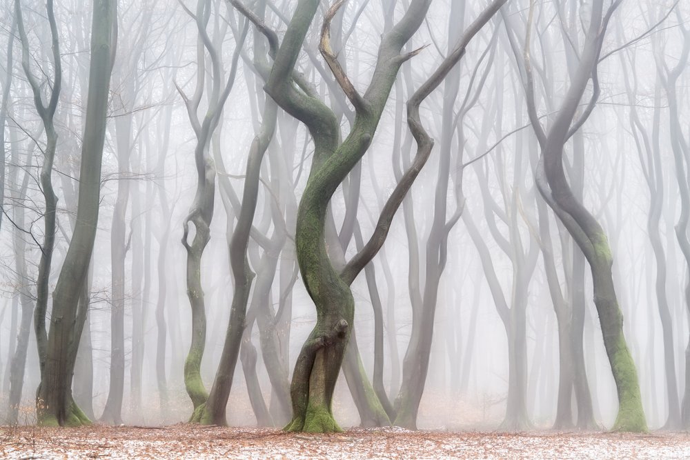Den uhyggelige vinterskov af Lars van de Goor †