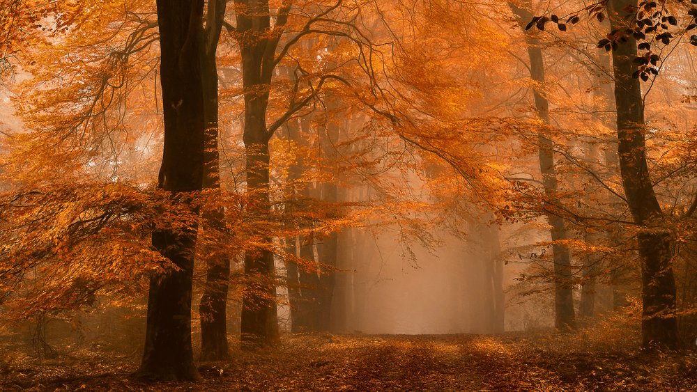 Tåget efterårssti i skoven af Lars van de Goor †