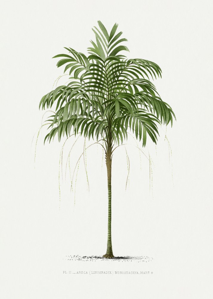 Ii Areca Monostachya af Les Palmiers Histoire Iconographique