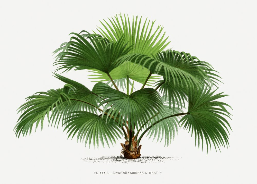 Livistona C af Les Palmiers Histoire Iconographique
