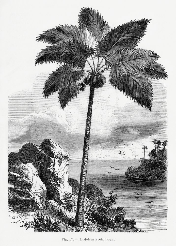 Vintage-tegning af et palmetræ I af Les Palmiers Histoire Iconographique