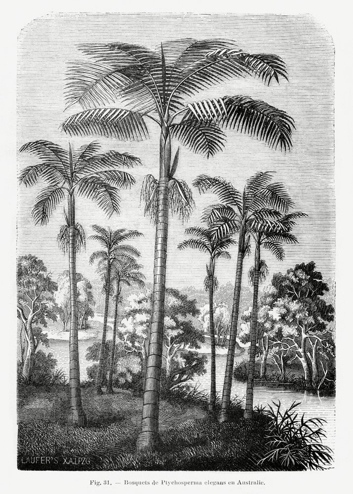Vintage-tegning af et palmetræ II af Les Palmiers Histoire Iconographique