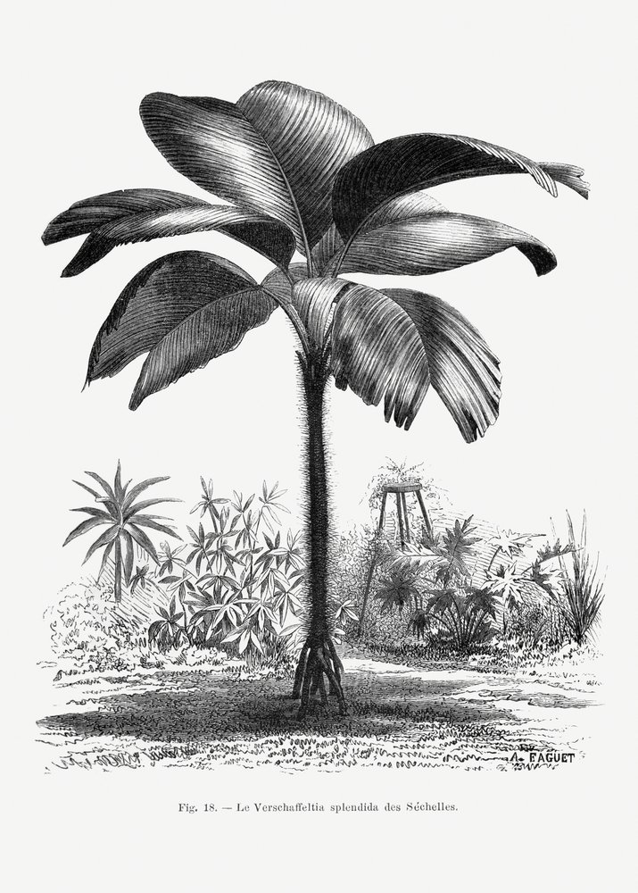 Vintage-tegning af et palmetræ III af Les Palmiers Histoire Iconographique