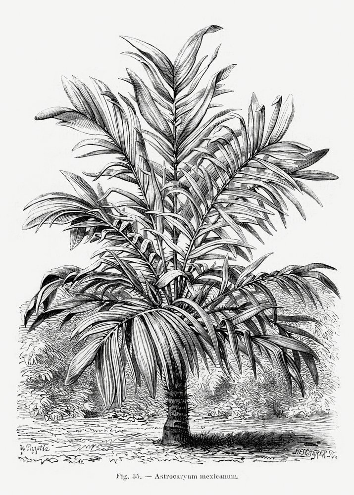 Vintage-tegning af et palmetræ Ix af Les Palmiers Histoire Iconographique