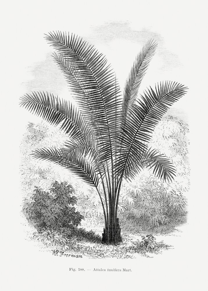 Vintage-tegning af et palmetræ VII af Les Palmiers Histoire Iconographique