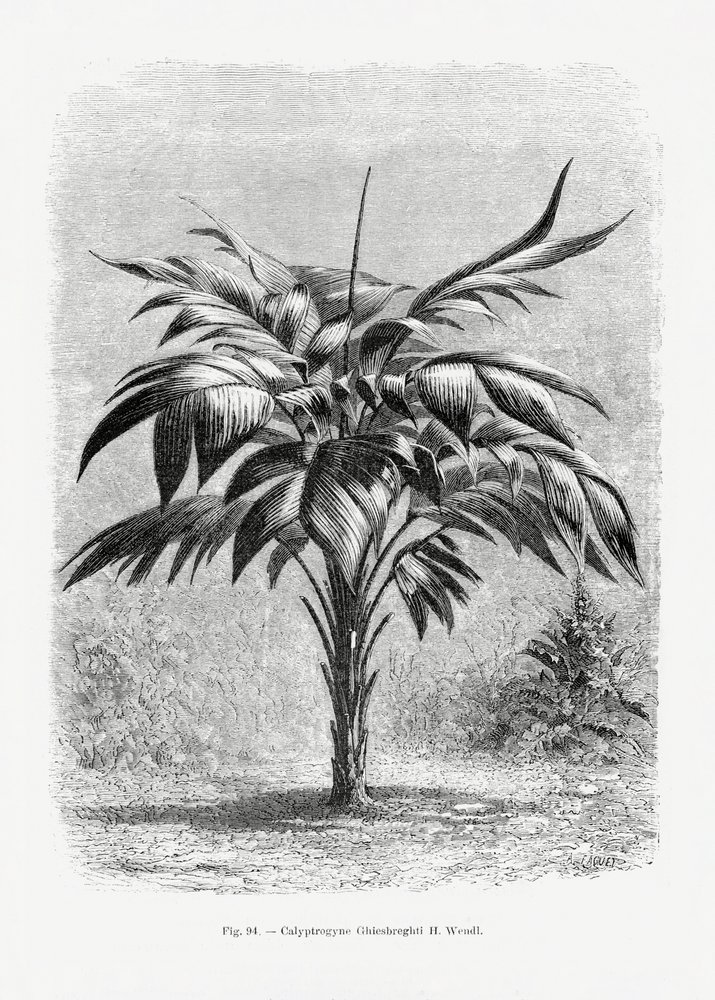 Vintage-tegning af et palmetræ VIII af Les Palmiers Histoire Iconographique