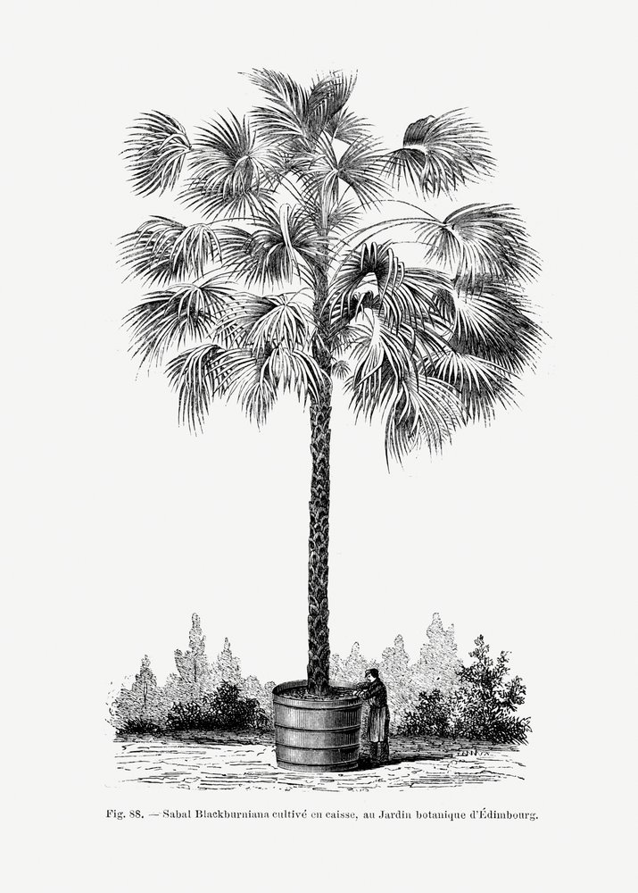 Vintage-tegning af et palmetræ X af Les Palmiers Histoire Iconographique