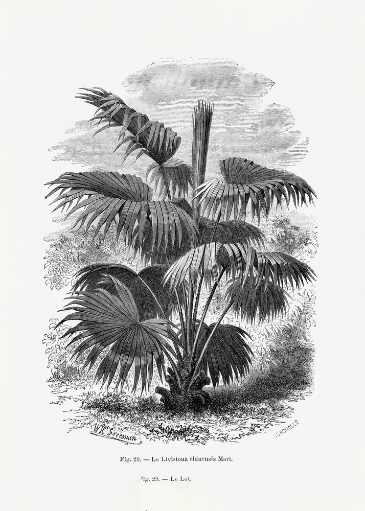 Vintage-tegning af et palmetræ XII af Les Palmiers Histoire Iconographique