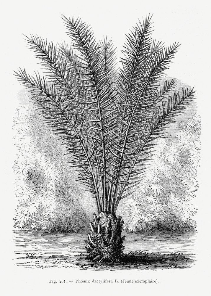Vintage-tegning af et palmetræ XIII af Les Palmiers Histoire Iconographique