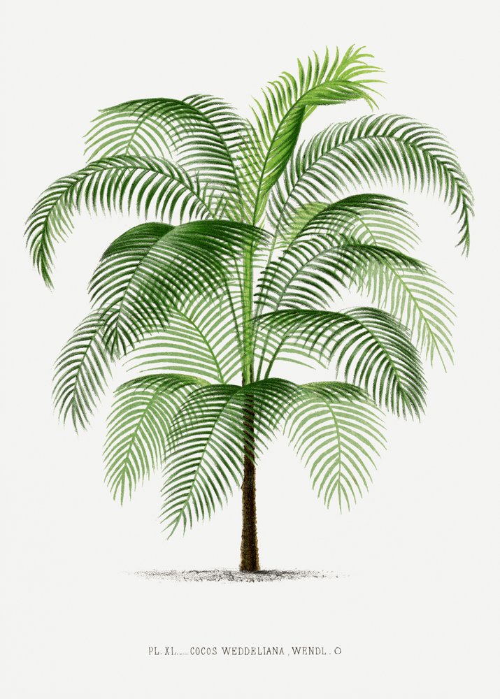 Xi Cocos Weddeliana af Les Palmiers Histoire Iconographique