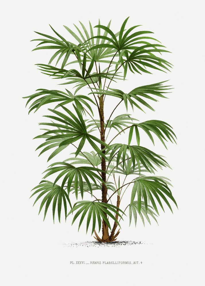 Xxxvi Rhapis F af Les Palmiers Histoire Iconographique