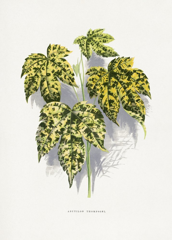 Illustration af et blad fra Abutilon thompsoni af Les Plantes a Feuillage Colore