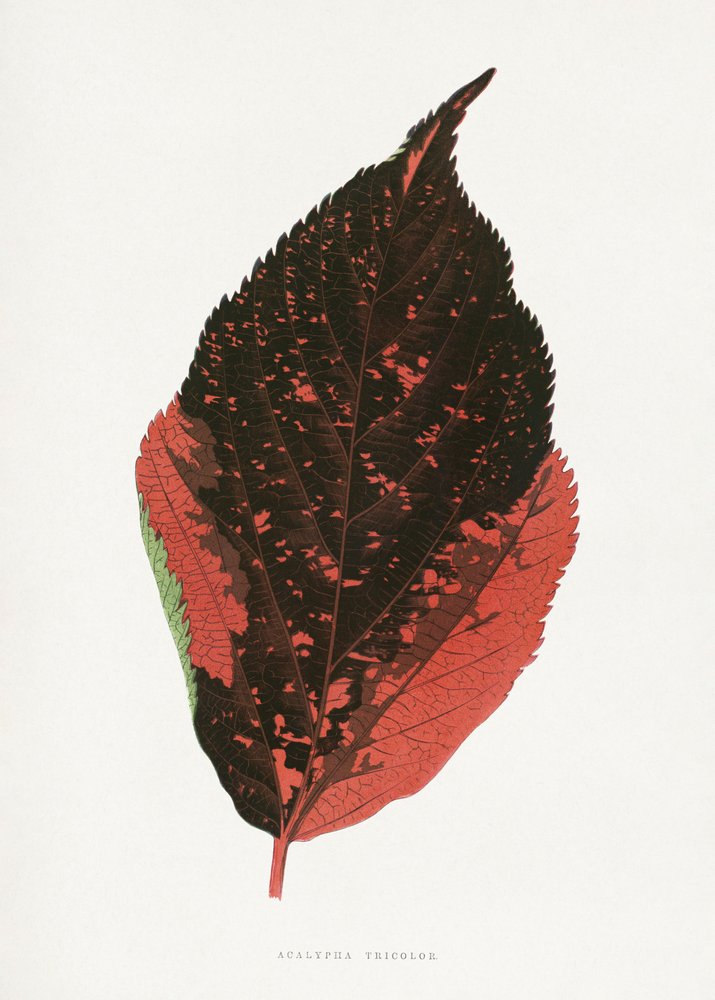 Illustration af Acalypha Tricolor-bladet af Les Plantes a Feuillage Colore