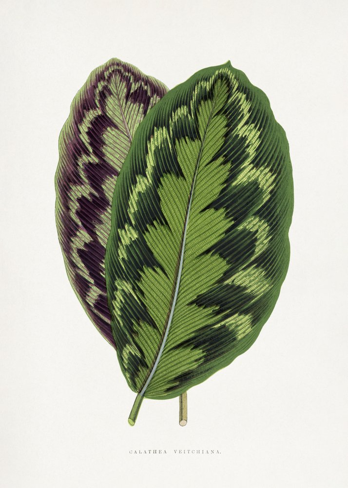 Illustration af et blad fra Calathea veitchiana af Les Plantes a Feuillage Colore