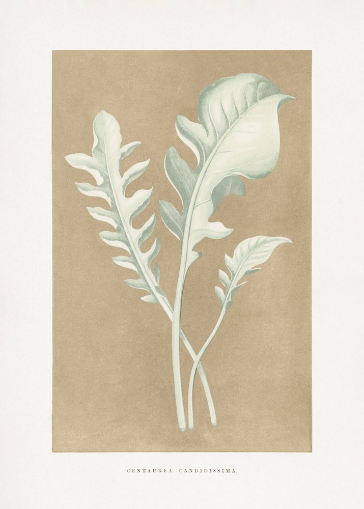 Illustration af et blad fra Centaurea candidissima af Les Plantes a Feuillage Colore