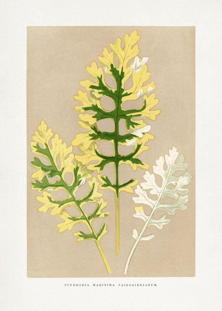 Illustration af et blad fra Cineraria maritima 