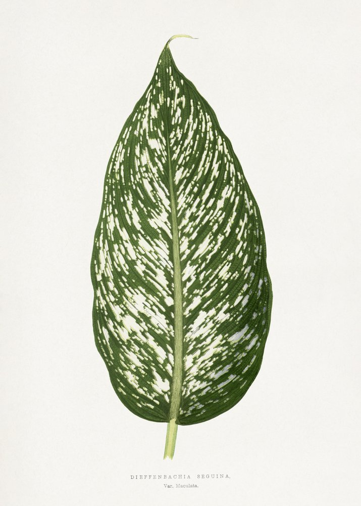 Illustration af Dieffenbachia Seguina-bladet af Les Plantes a Feuillage Colore