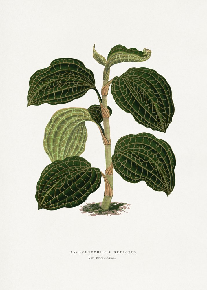 Illustration af et grønt blad af Anoechtochilus setaceus af Les Plantes a Feuillage Colore