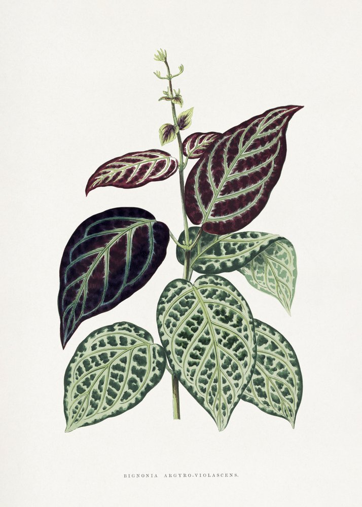 Illustration af et blad fra den grønne Bignonia argyro-violascens af Les Plantes a Feuillage Colore