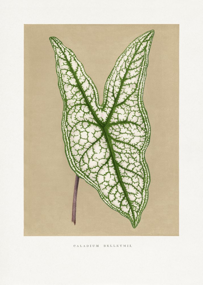 Illustration af et grønt Caladium Belleymii-blad af Les Plantes a Feuillage Colore