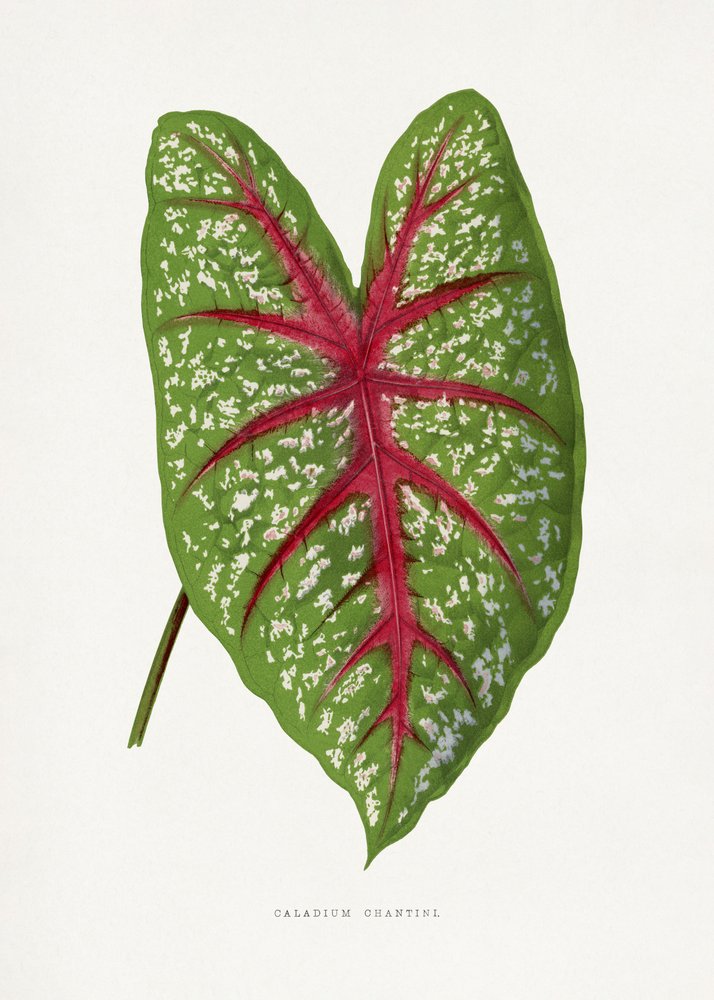 Illustration af et grønt Caladium Chantini-blad af Les Plantes a Feuillage Colore