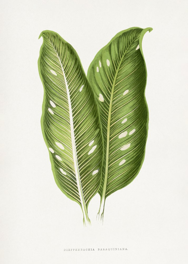Illustration af et grønt Dieffenbachia Baraquiniana-blad af Les Plantes a Feuillage Colore