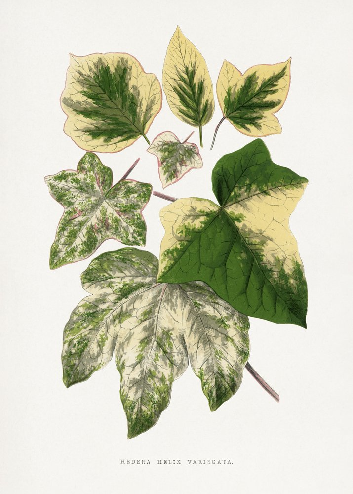 Illustration af et grønt blad af Les Plantes a Feuillage Colore