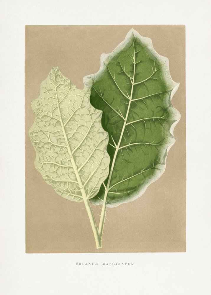 Illustration af et grønt Solanum marginatum-blad af Les Plantes a Feuillage Colore