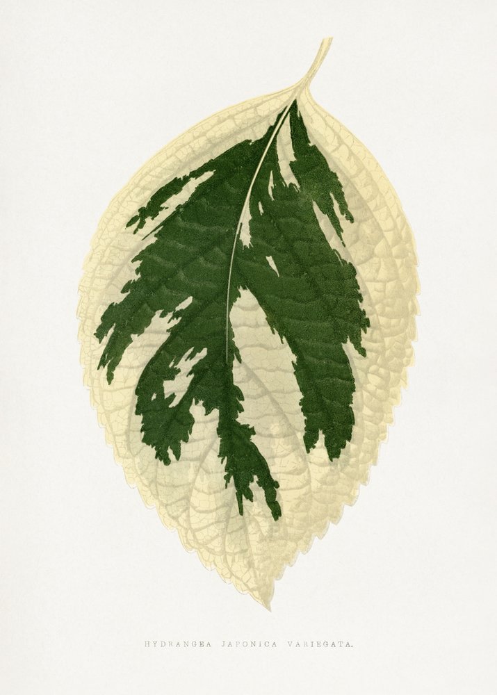 Illustration af et blad fra Hydrangea japonica variegata af Les Plantes a Feuillage Colore