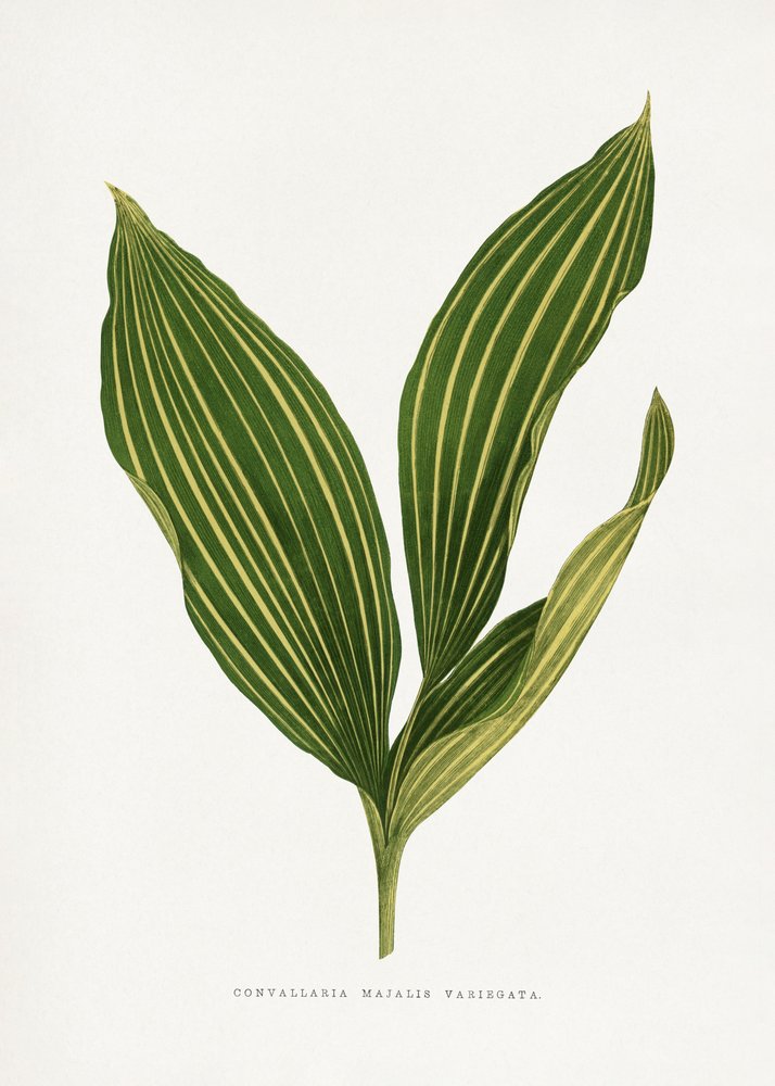 Illustration af liljekonvalens blad af Les Plantes a Feuillage Colore