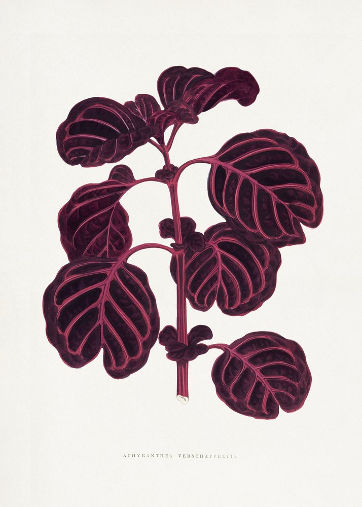 Illustration af et blad fra Achyranthes verschaffeltii (Pink) af Les Plantes a Feuillage Colore