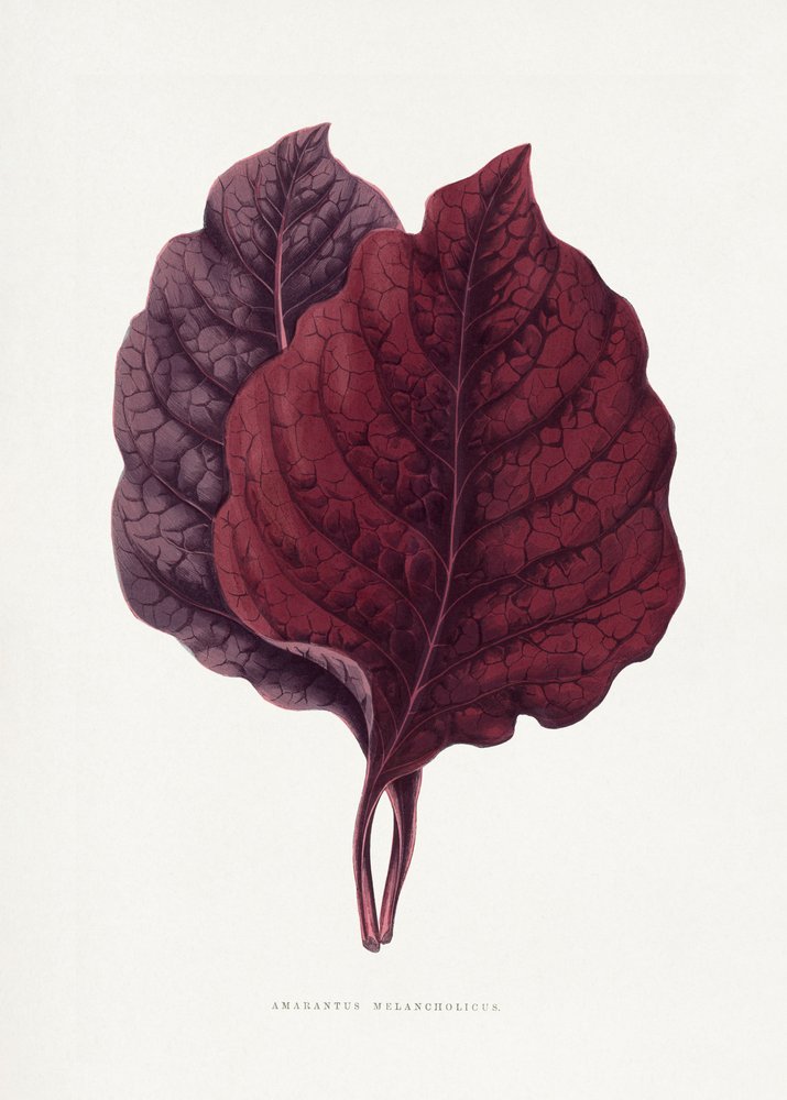 Illustration af et lyserødt amarantblad af Les Plantes a Feuillage Colore