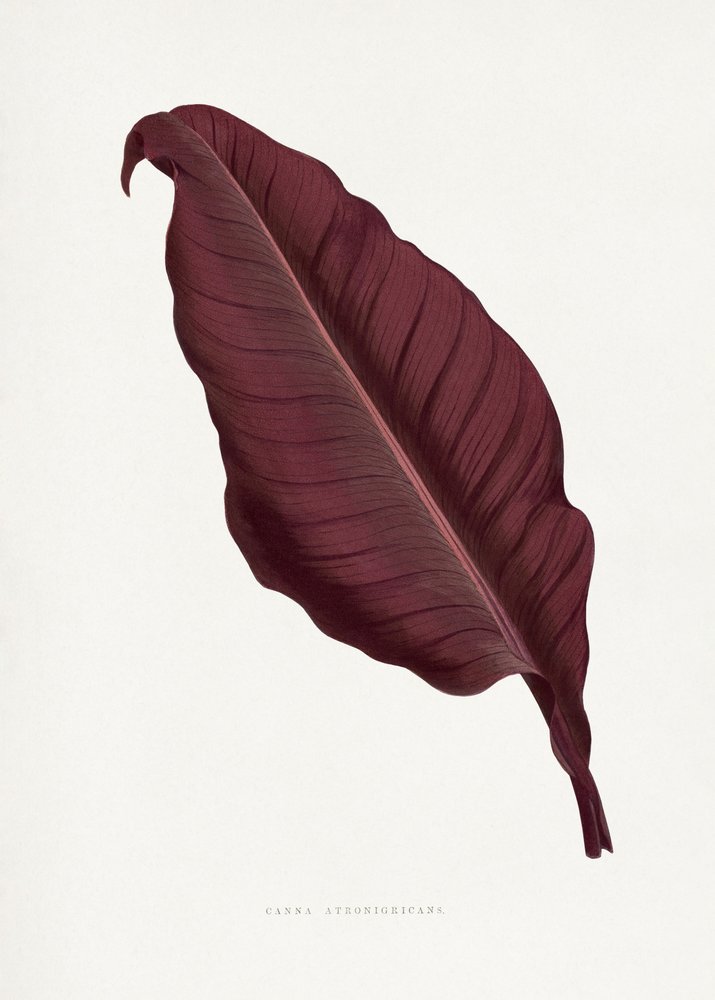 Illustration af et lyserødt Canna atronigricans-blad af Les Plantes a Feuillage Colore