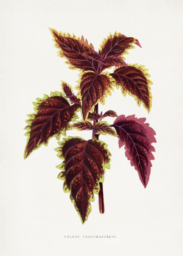 Illustration af et lyserødt coleus-blad af Les Plantes a Feuillage Colore