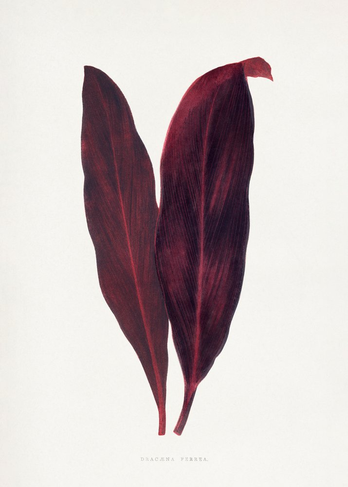 Pink Dracaena Ferrea Leaf Illustration af Les Plantes a Feuillage Colore