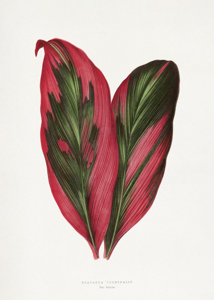 Illustration af et blad fra en lyserød Dracaena terminalis af Les Plantes a Feuillage Colore