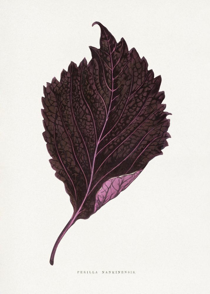 Illustration af et blad fra den lyserøde perilla (Perilla nankinensis) af Les Plantes a Feuillage Colore