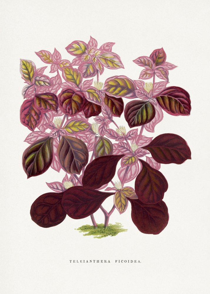 Illustration af et lyserødt Teleianthera Ficoidea-blad af Les Plantes a Feuillage Colore