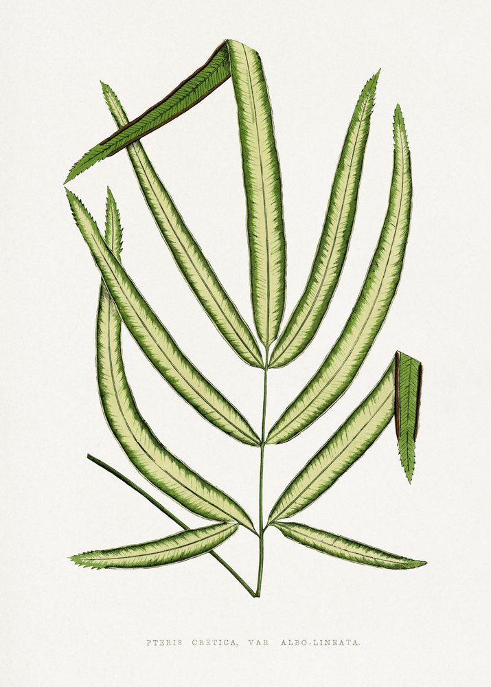 Illustration af et blad fra Pteris cretica af Les Plantes a Feuillage Colore