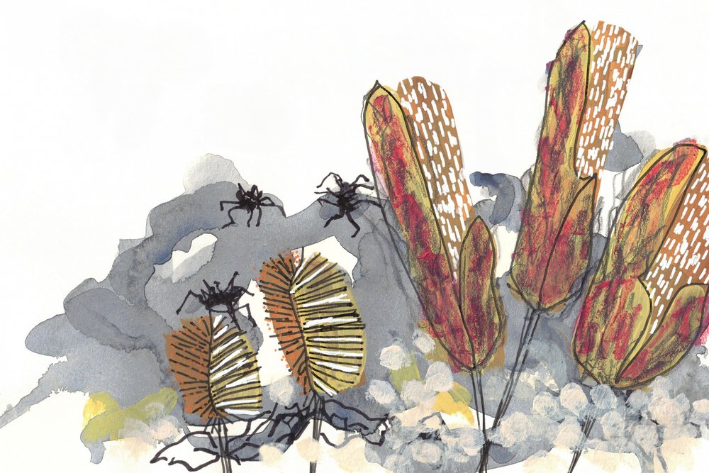 Botaniske Banksia-edderkopper af Lori Ann Folz