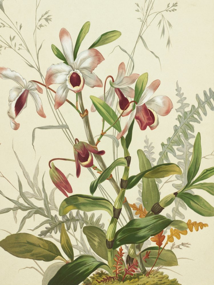 Blomster af Louis Prang
