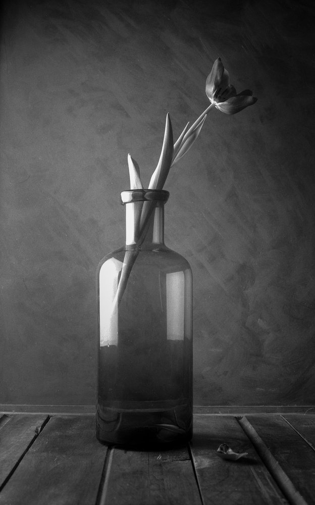 Monokromatisk tulipanblomst af Luiz Laercio