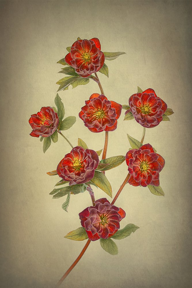 Dobbeltblomstrede hellebores af sorten »Queen« af Lydia Jacobs