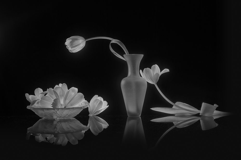 Elegante sorte og hvide tulipaner af Lydia Jacobs