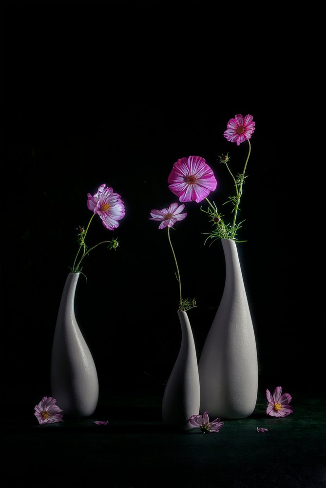 Elegant kosmos-stilleben af Lydia Jacobs