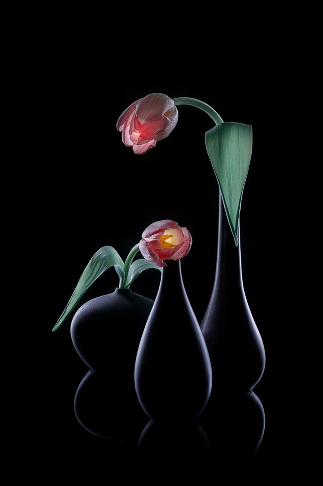 Elegante, lysende tulipaner af Lydia Jacobs