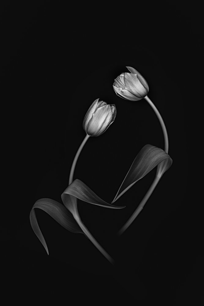 Elegant Tulip Duo af Lydia Jacobs