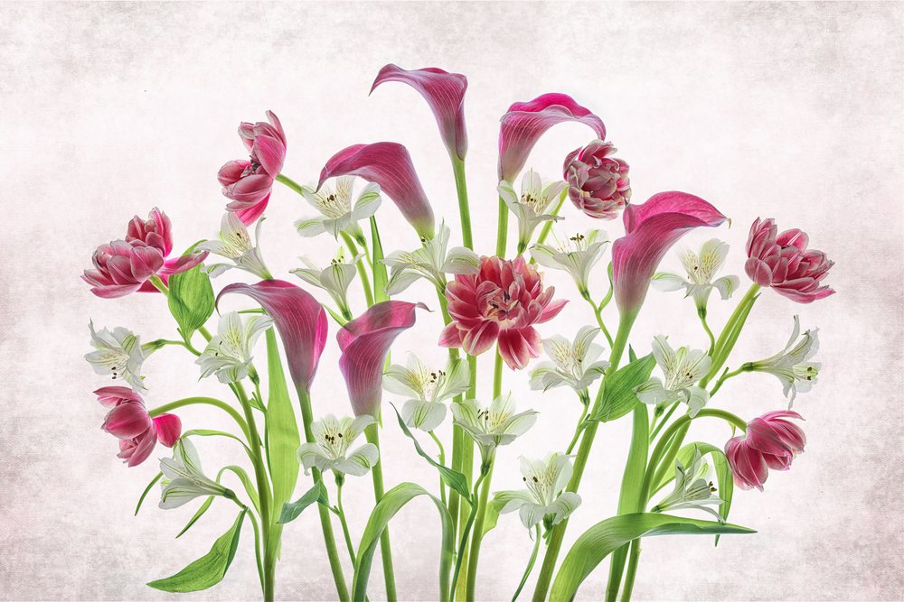 Friske lyserøde og hvide blomster af Lydia Jacobs